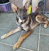 Koda 7447
