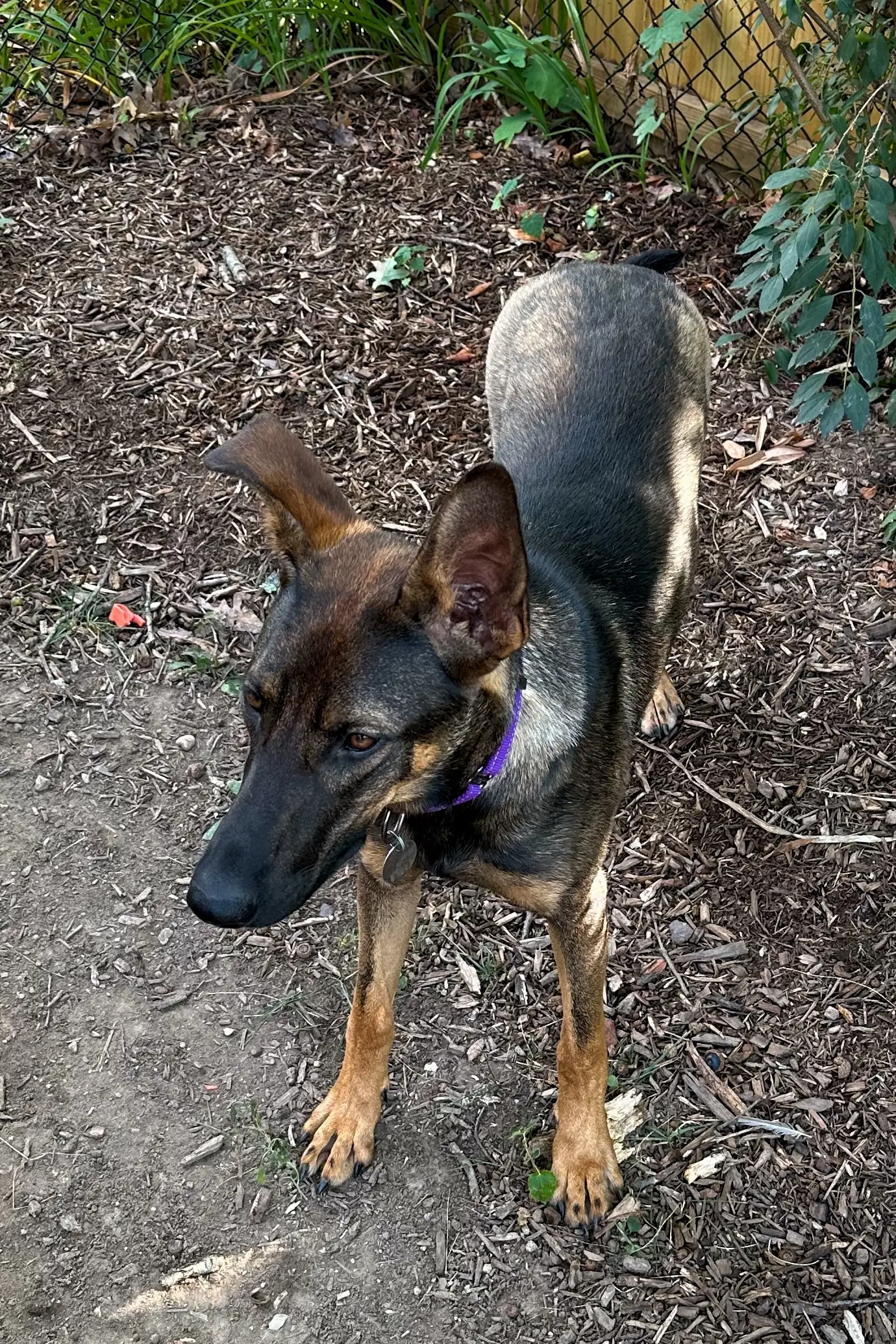 Roux image 2