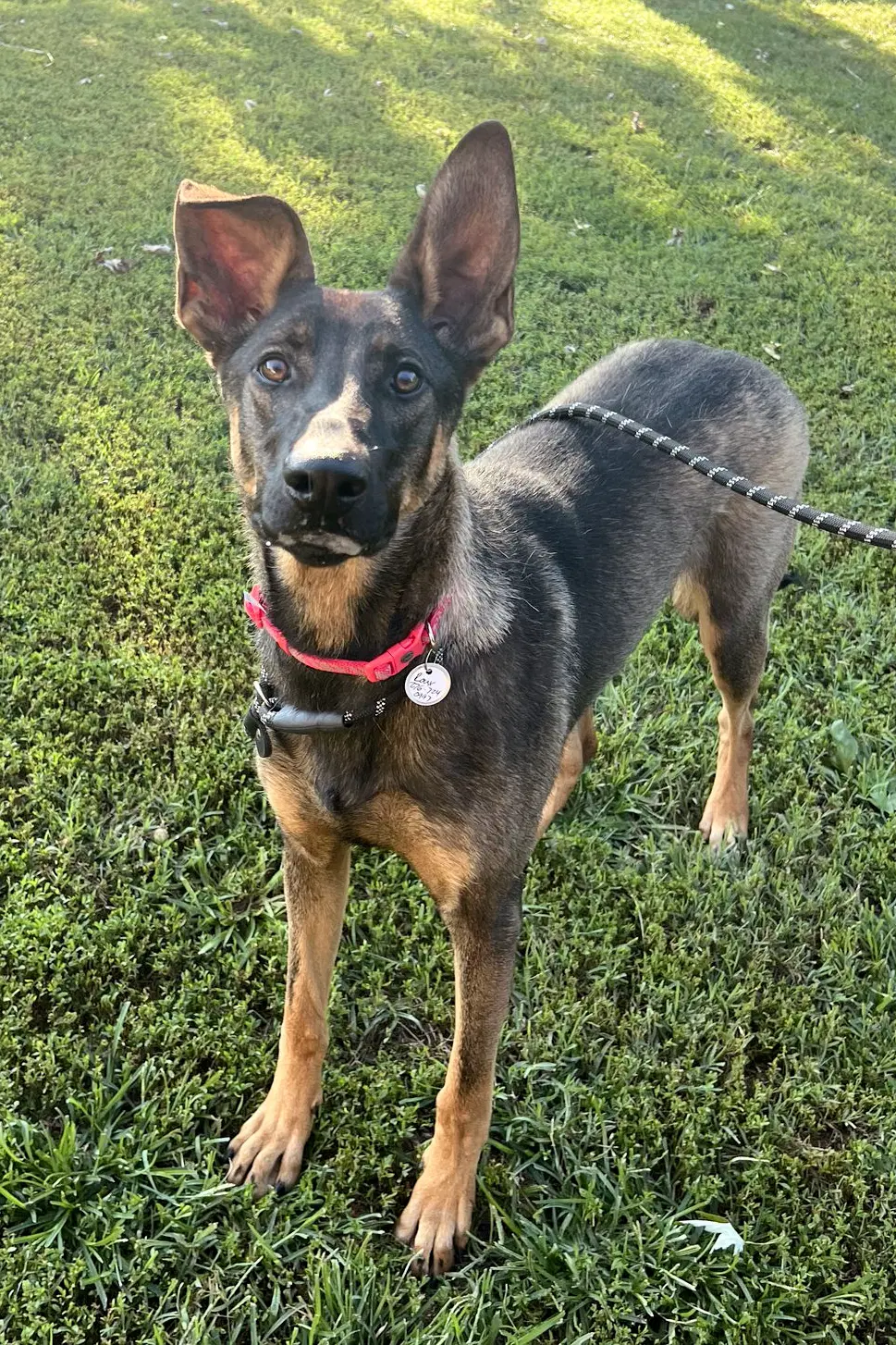 Roux - German Shepherd Dog