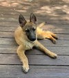 Skippy 7242