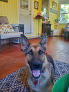 Graham Cracker 7253