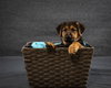 Scooby Blue 7501