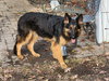 Sigrid 7272