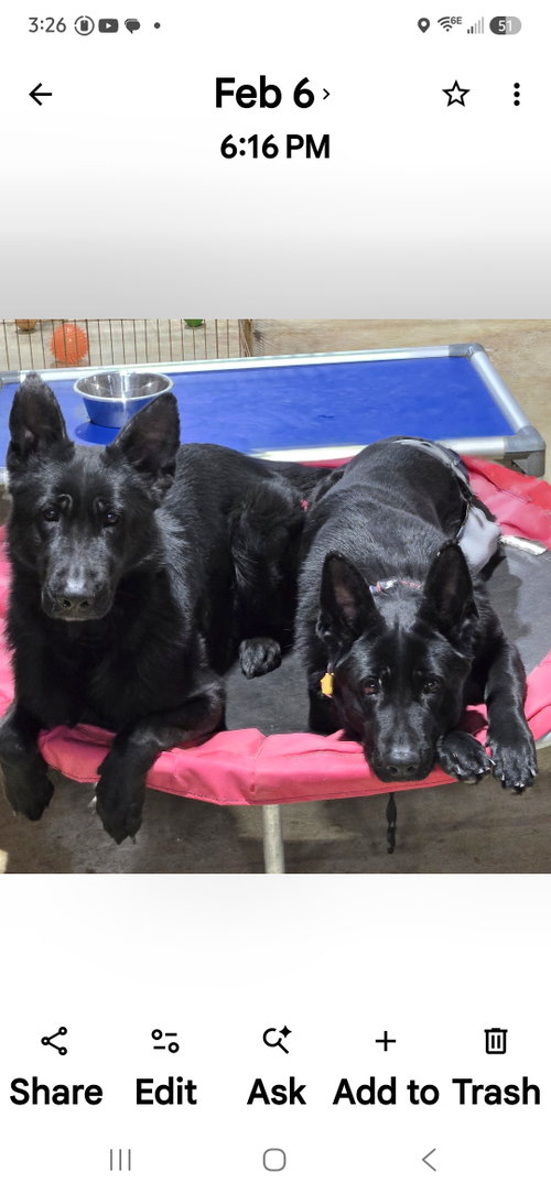 Photo 5 of Mika (firefly) 6556