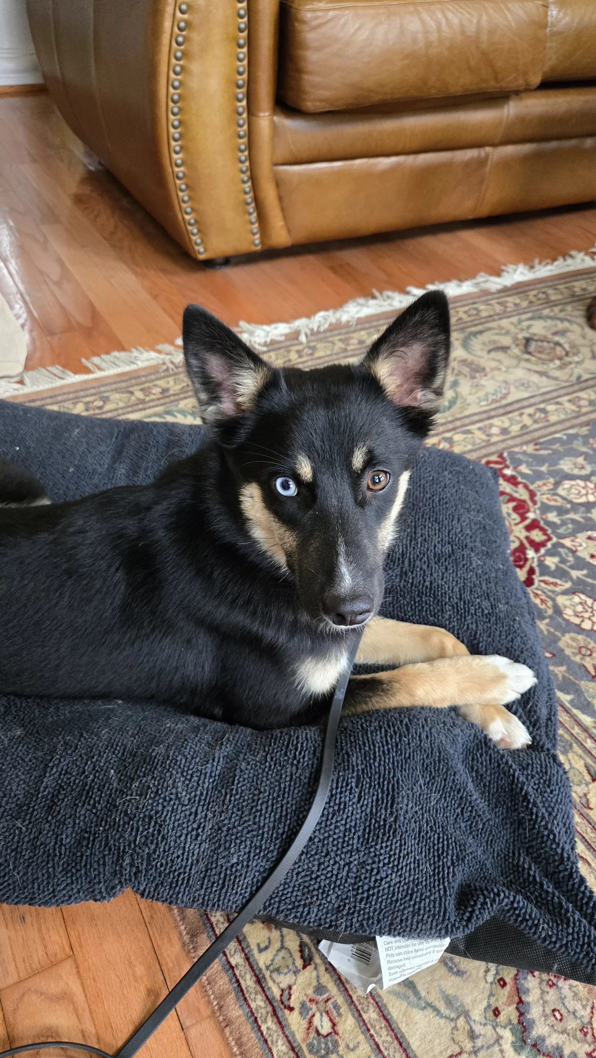 Zaida image 2