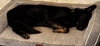 Phoebe 7290