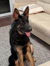 Duke 7291