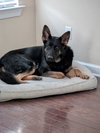Duke 7291