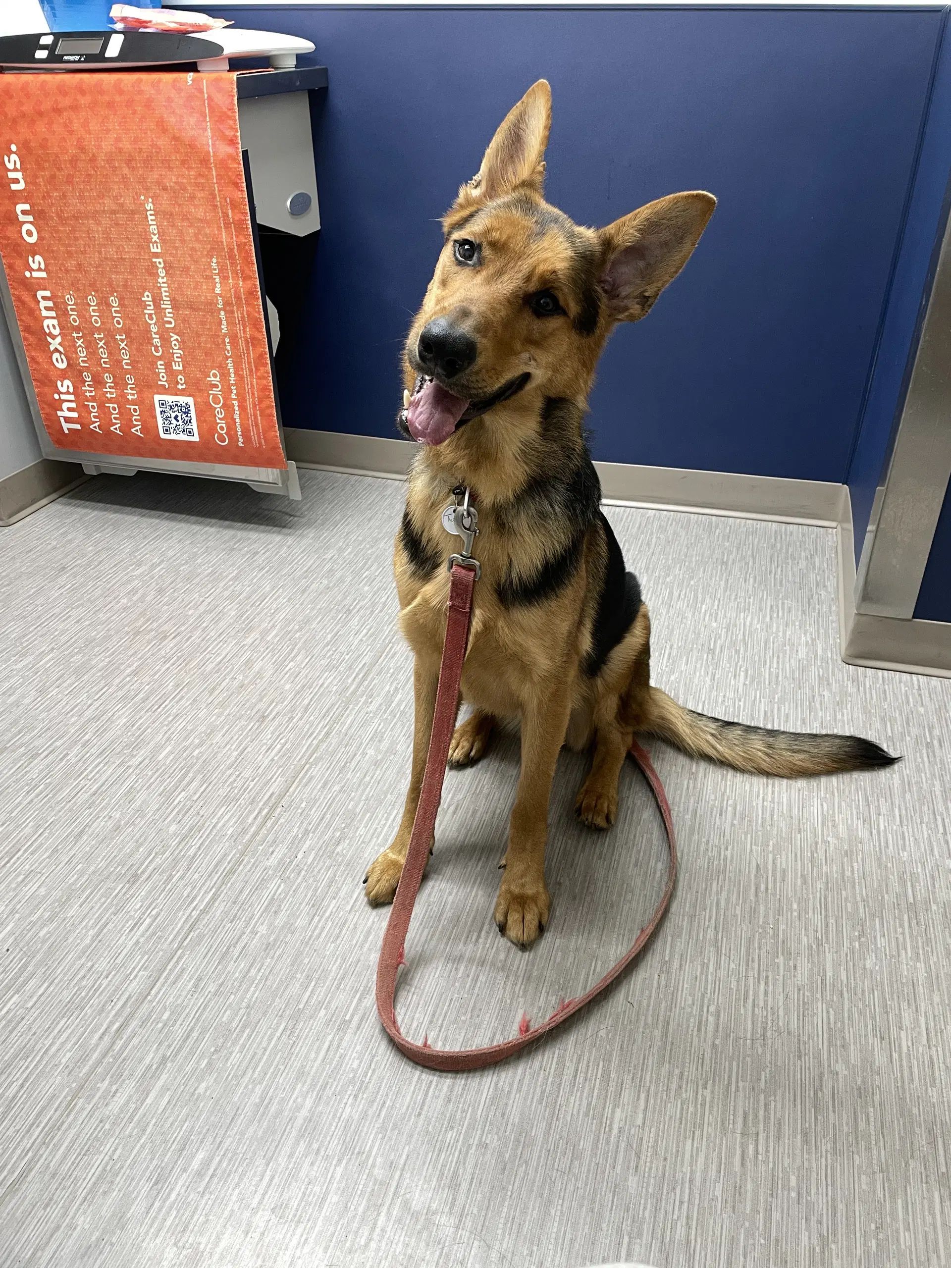 Twister - German Shepherd Dog