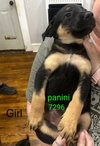 Panini 7296