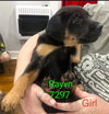 Ravyn 7297