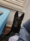 Layla 7303