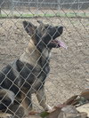 Gracie 7237