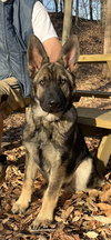 Sampson 7238