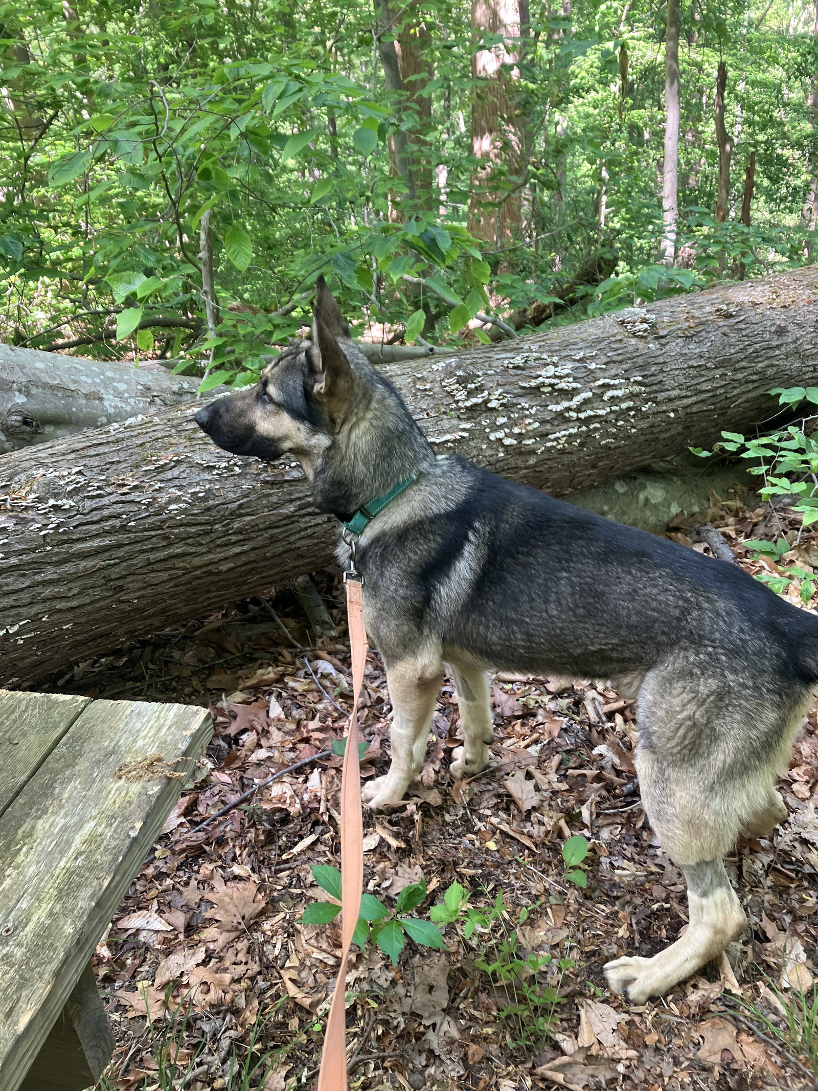 Rocky 6572, photo 8