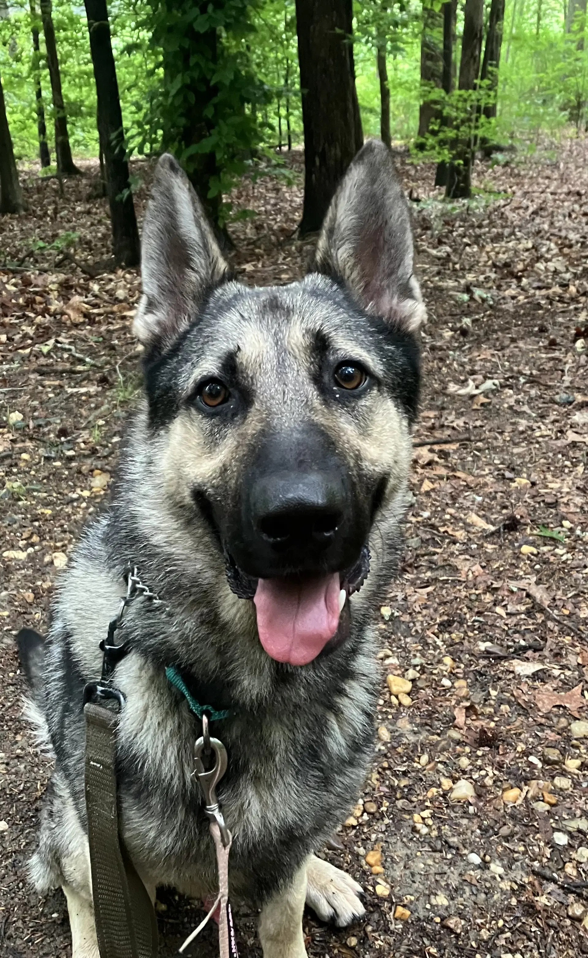 Rocky - German Shepherd Dog