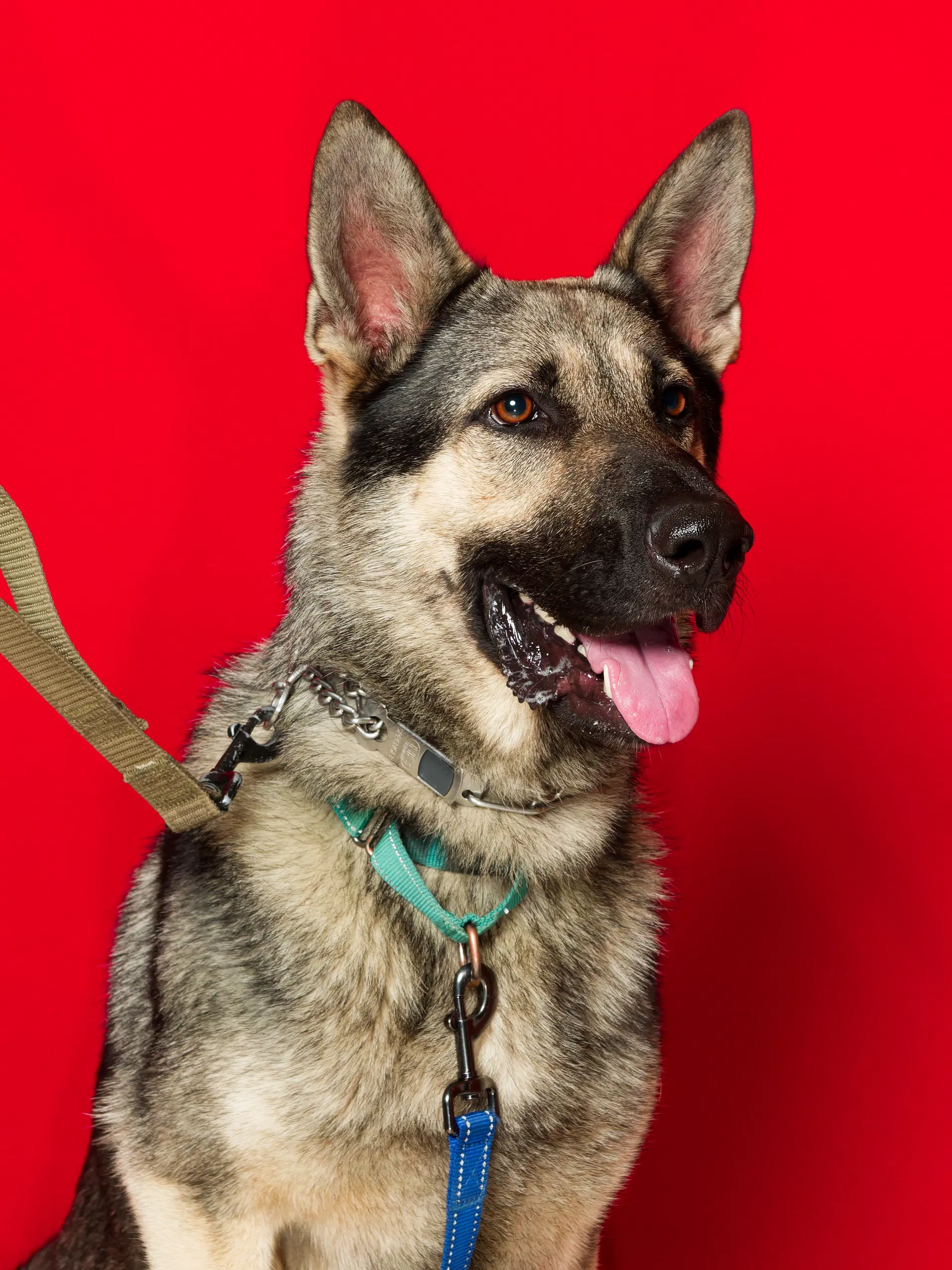 Rocky - German Shepherd Dog