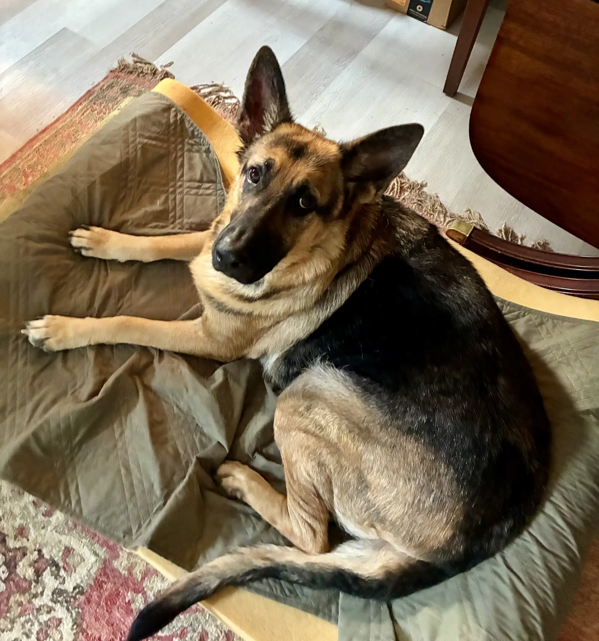 Bailey - German Shepherd Dog