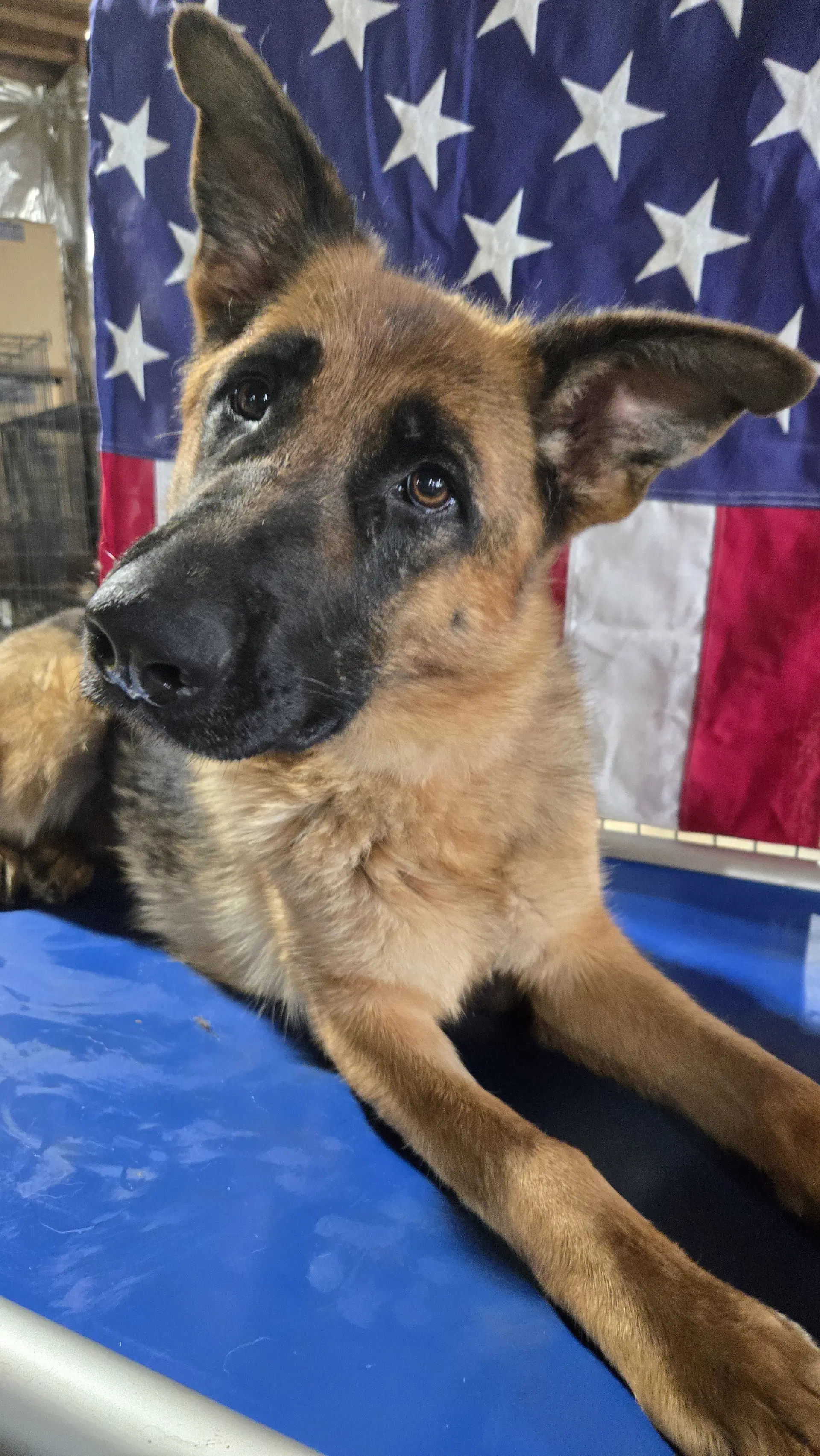 Sophie - German Shepherd Dog