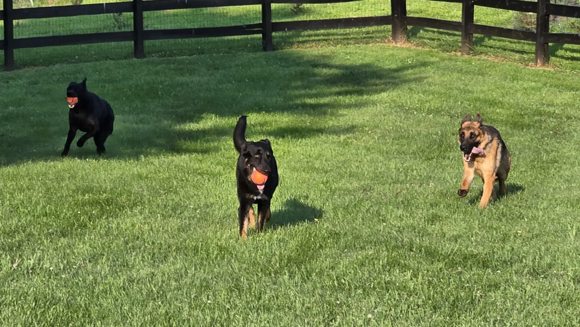 Sophie image 4