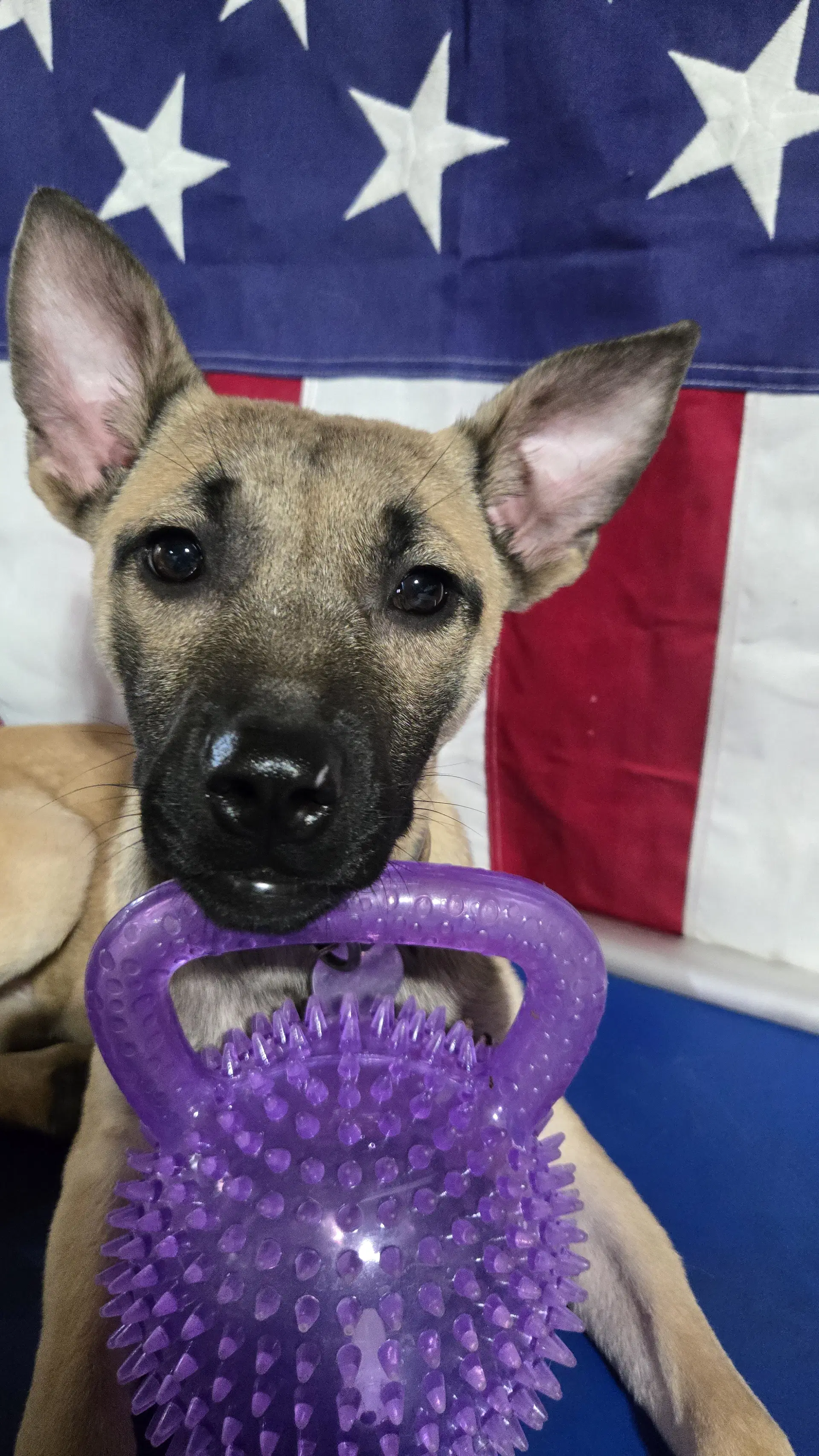Charlotte - German Shepherd Dog