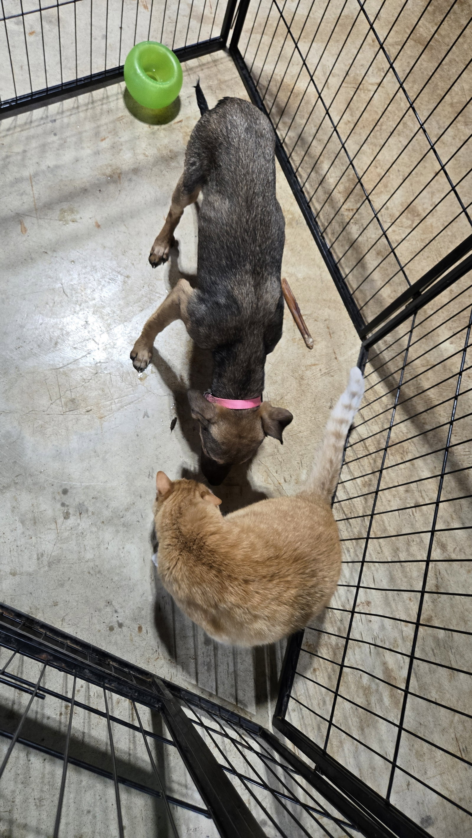 Beatrice 6583, photo 3