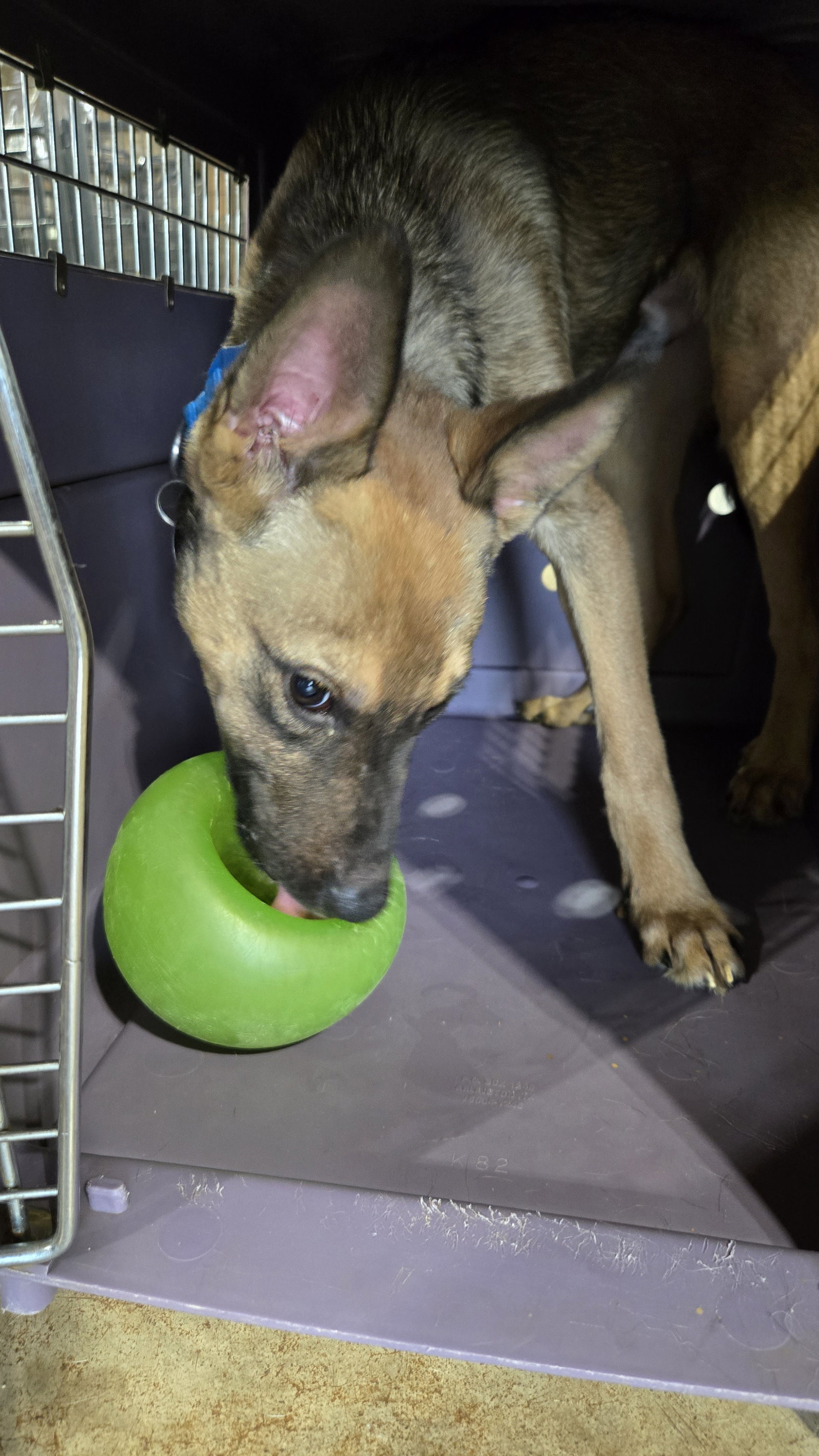 Thor 6582, photo 2