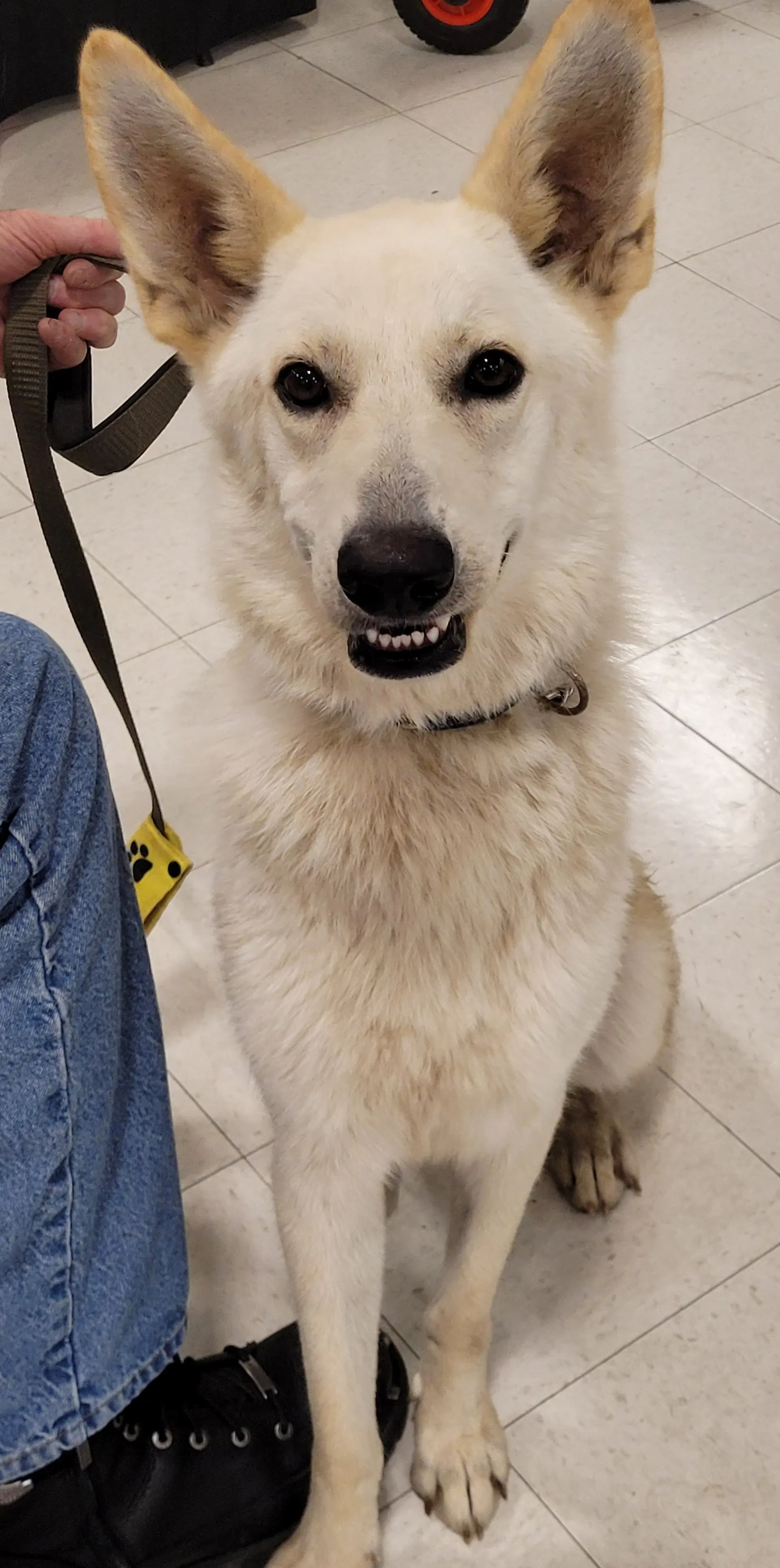 Mia - GSD