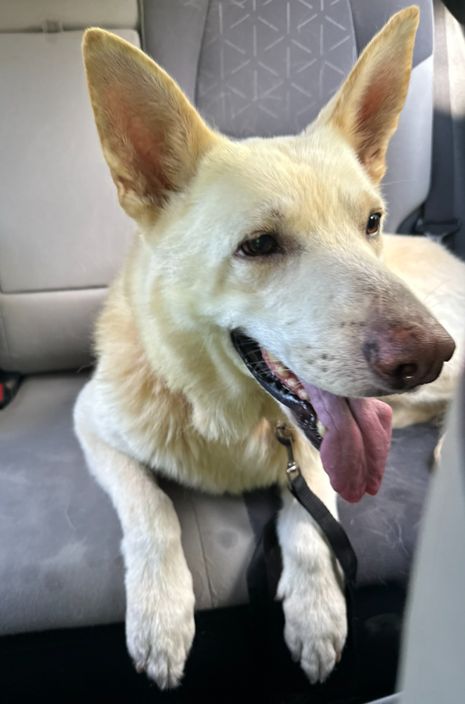 Apollo 7332, German Shepherd Dog