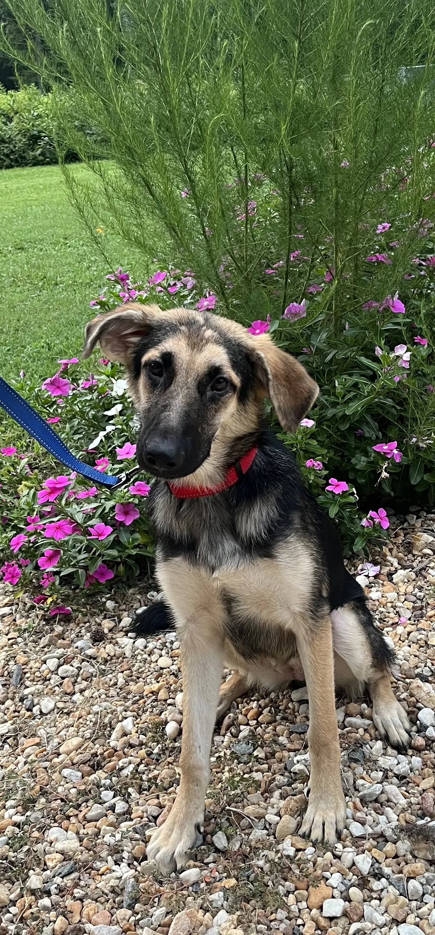 Skyler - German Shepherd Dog