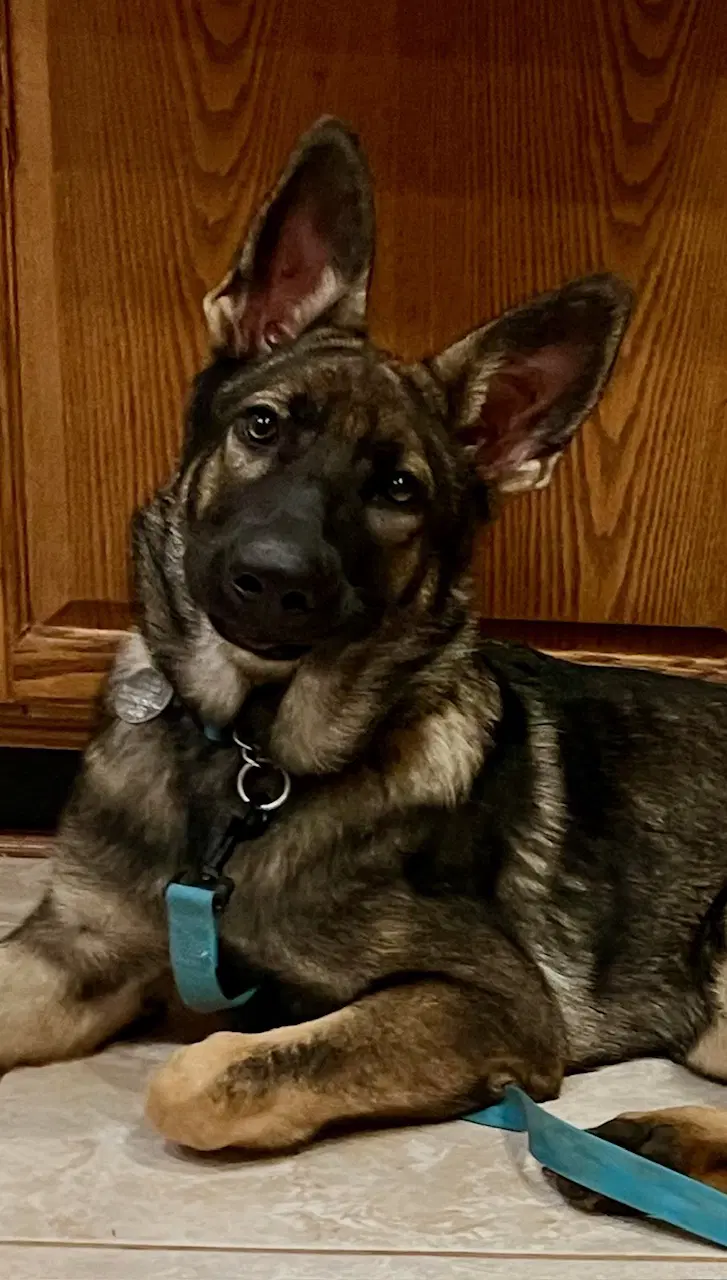 Kira image 1