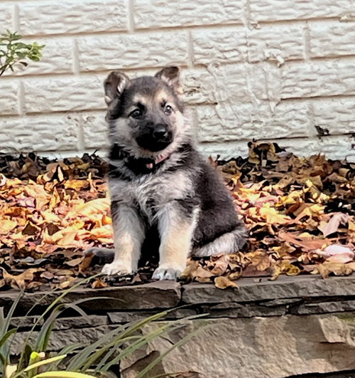 Blair 7615, a German Shepherd Dog dog for adoption in Centreville, VA, photo 1 of 2