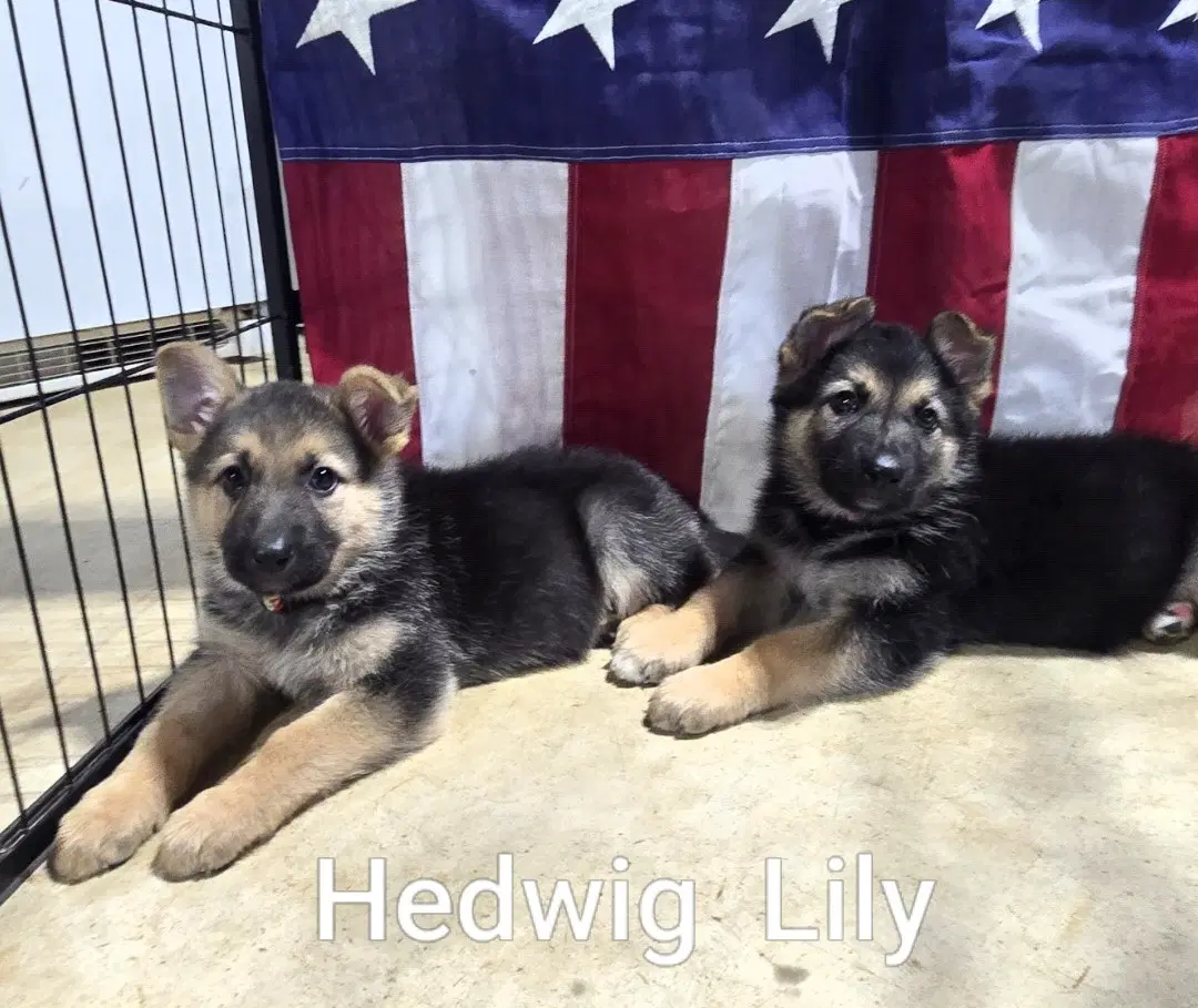 Hedwig - German Shepherd Dog
