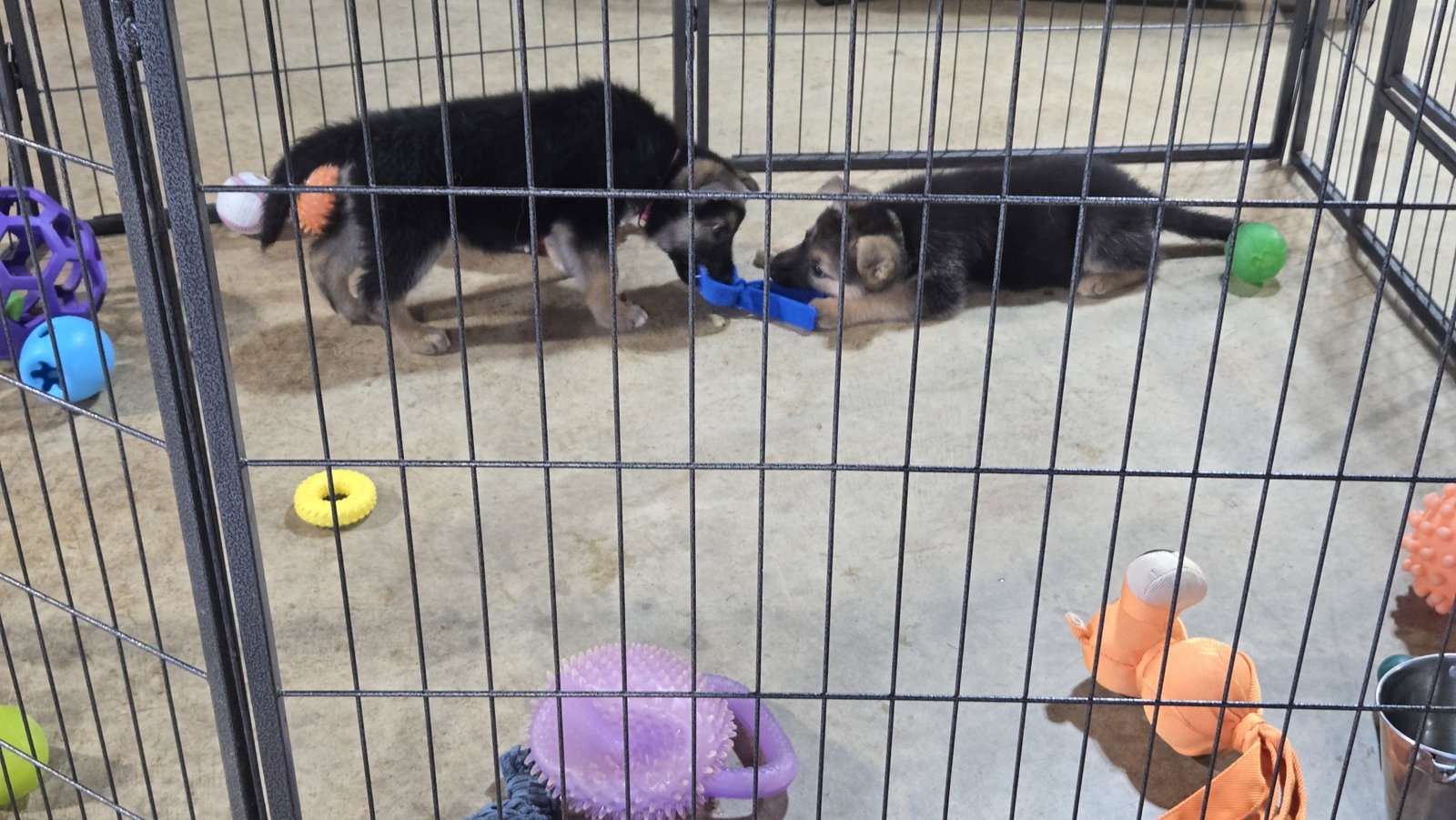 Lily 7617, photo 10