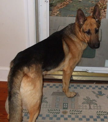 Prince German Shepherd