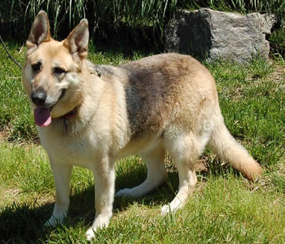 Cheyenne