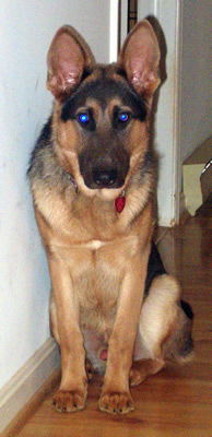 Tucker