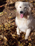 Alfie (courtesy)