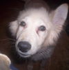 Alfie (courtesy)