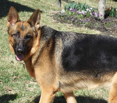Charlie (female)