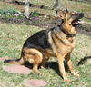 Charlie (female)