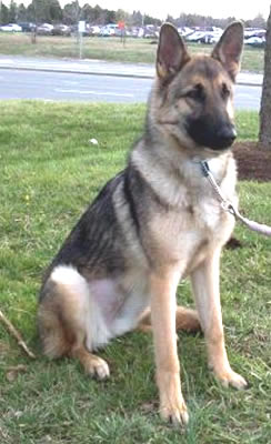 Shasta