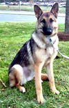 Shasta