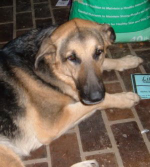 Shiloh