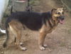 Shiloh