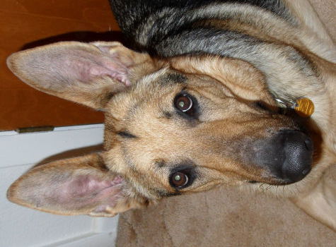 Swiper