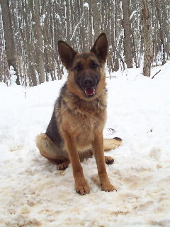 Stella