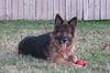 Gunny