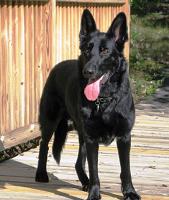 Timber 2526