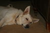 Bugsy 3304